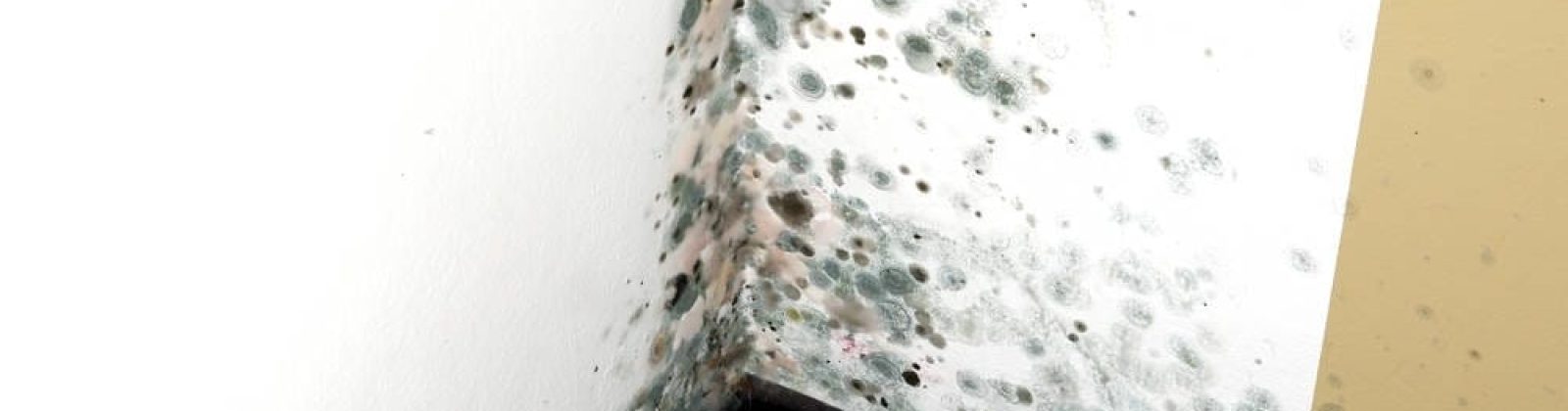 Eliminate Black Mold for a Healthier Environment | Tri Span Inc Waste Removal